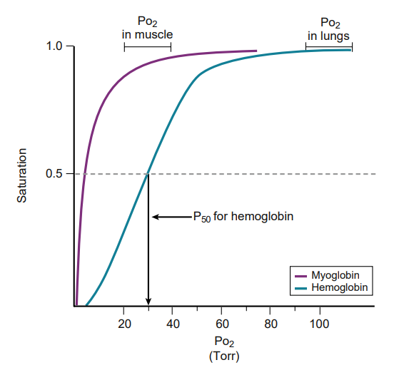 OXYGEN-BINDING PROTEINS: HEMOGLOBIN AND MYOGLOBIN Flashcards | Knowt