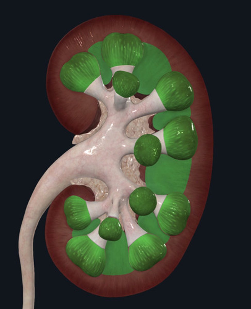 <p>ID Structure Highlighted Green</p>