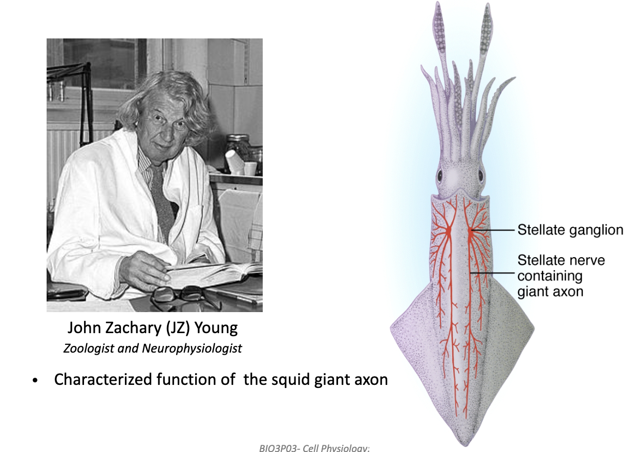 <ul><li><p>Squid use <strong>jet propulsion</strong> → need fast escape response.</p></li><li><p>This required a <strong>giant axon</strong>, making it easy to insert electrodes.</p></li><li><p>Discovered by <strong>John Zachary Young (1936)</strong> — led to key AP experiments.</p></li></ul><p></p>