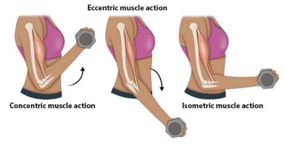 contraction (actual movement: curling up in a bicep curl

relaxation (returning back to starting position: movement back down in a bicep curl)

holding (continual contraction at a specific point in the movement)