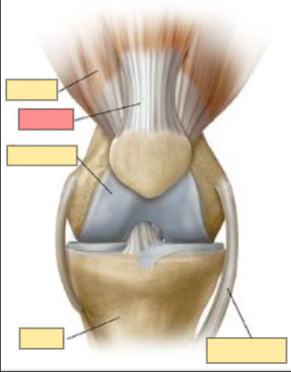 <ul><li><p>tough, fiborus connective tissues</p></li><li><p>transmit the force generated by muscle contraction to produce movement</p></li></ul><p></p>
