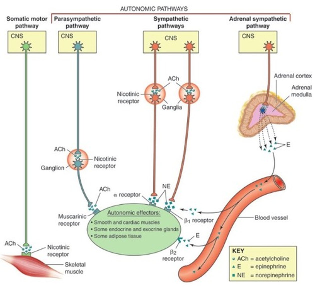 <p>The adrenal medulla, the inner part of an adrenal gland secrete epinephrine and norepinephrine directly into the bloodstream and arrive to target organs</p>