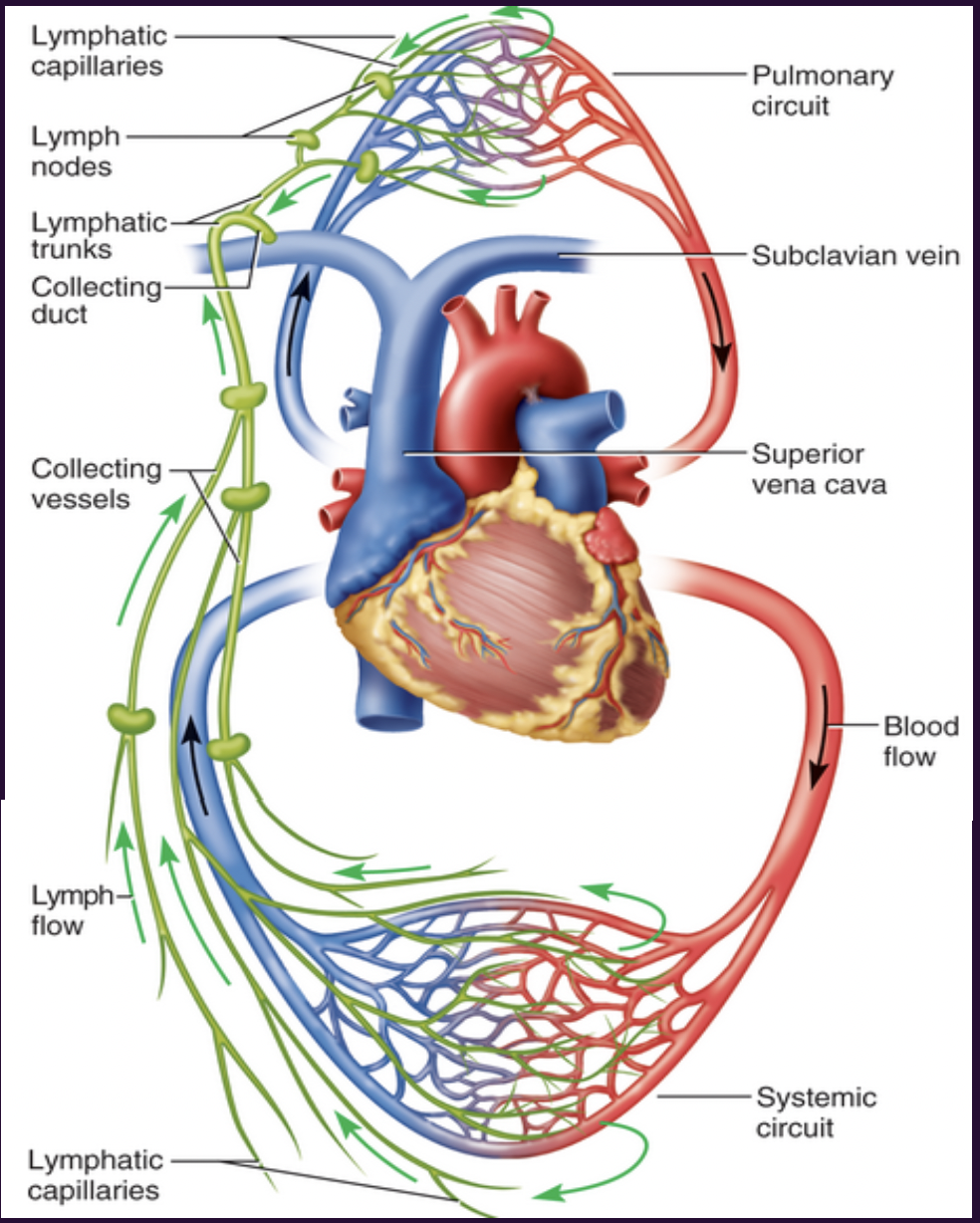 <p>lymphatic capillaries (millions)—→collecting vessels—→ lymphatic trunks—→collecting ducts (2)—→heart</p>