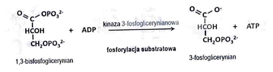 <p>(Transferazy)</p><p>Przenosi grupy fosforanowe z ATP; podstawowy mechanizm regulacji szlaków metabolicznych.</p>