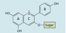<p>[Phenolic  Compounds] Flavonoids  What sub group are glycosides;  pigment responsible for the  red, pink, purple and blue  colors in flowers and fruits – this functions to attract  pollinators and seed  disperser</p>