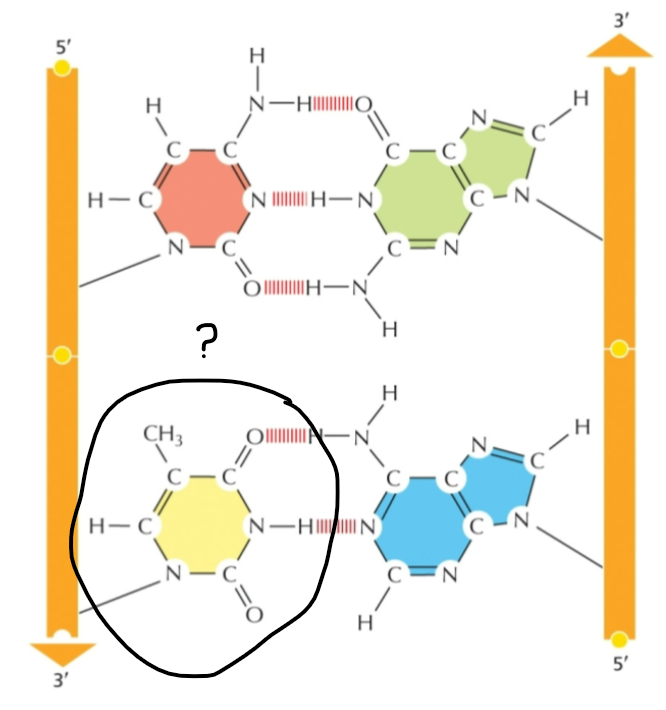<p><span><span>Identify the indicated amino acid</span></span></p>