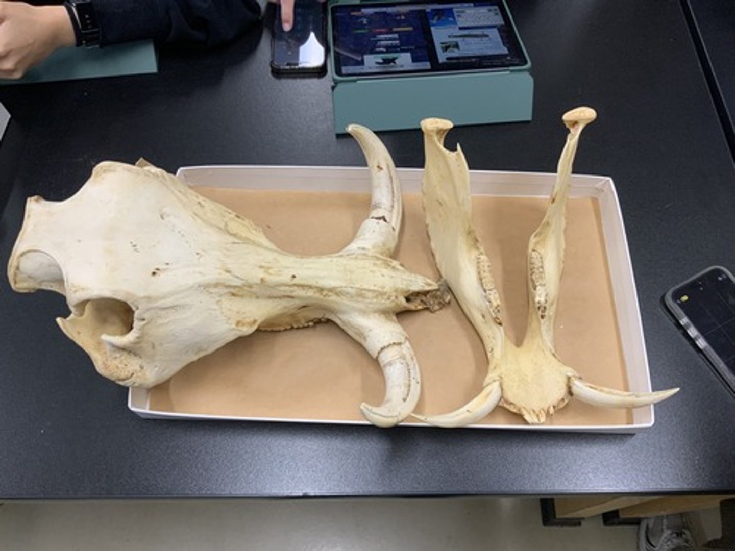 <p>Family, Order, Infraclass, Subclass</p><p>-tusks curving upward</p><p>-bunodont; round teeth</p>