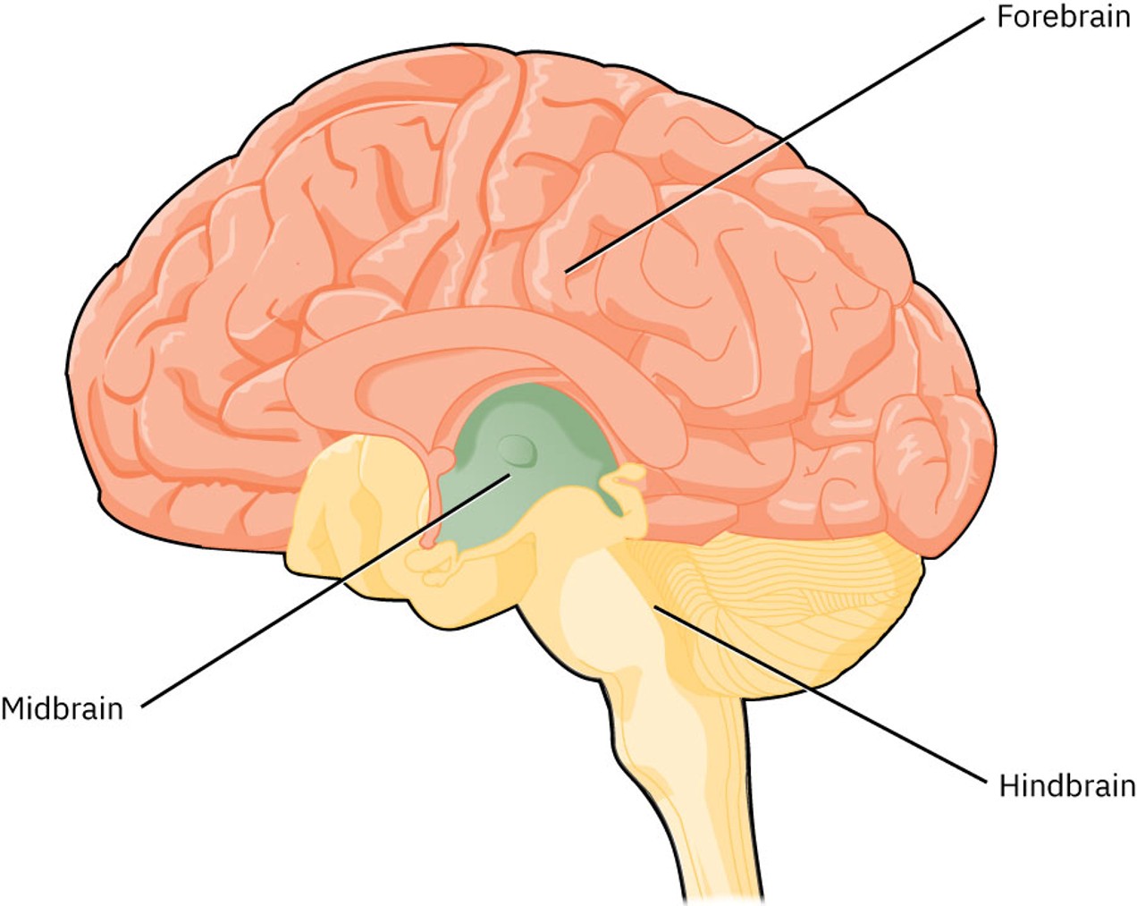 <p>Cerebrum and diencephalon</p>