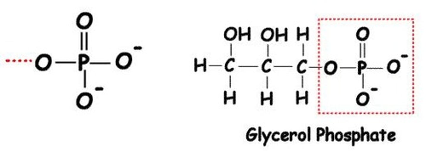 <p>Phosphate (-PO4) groups are highly reactive and play a key role in energy transfer.</p>