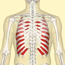 <p>What muscle is this? </p>
