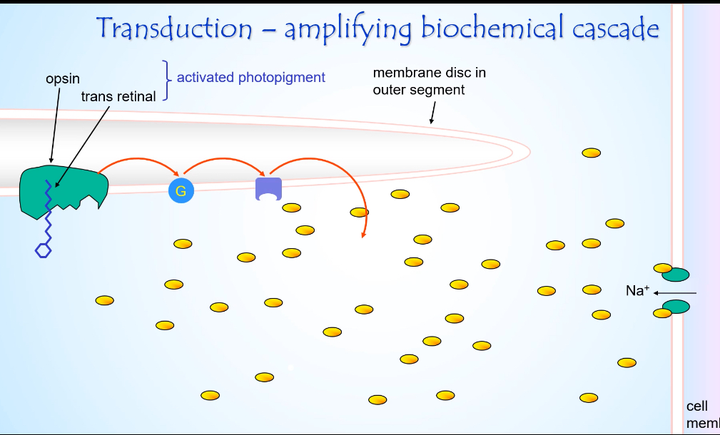 <p></p><p><strong>Starting state (just before light)</strong></p><ul><li><p>cGMP levels are high.</p></li><li><p>cGMP-gated Na⁺ channels are open.</p></li><li><p>Na⁺ enters the outer segment (dark current).</p></li><li><p>The cell is depolarised and releasing glutamate.</p></li></ul><p></p><p><strong>Light hits the photopigment</strong></p><ul><li><p>A photon is absorbed by rhodopsin (opsin + retinal) in the membrane discs.</p></li><li><p>Retinal changes shape from cis to trans.</p></li><li><p>Rhodopsin becomes activated photopigment.</p></li></ul><p></p><p><strong>G-protein activation</strong></p><ul><li><p>Activated rhodopsin activates the G-protein transducin.</p></li><li><p>One activated rhodopsin activates many transducin molecules.</p></li><li><p>This is the first amplification step.</p></li></ul><p></p><p><strong>Enzyme activation</strong></p><ul><li><p>Activated transducin activates phosphodiesterase (PDE).</p></li><li><p>PDE rapidly breaks down cGMP → GMP.</p></li><li><p>cGMP concentration falls sharply.</p></li></ul><p></p><p><strong>Ion channel effect</strong></p><ul><li><p>cGMP-gated Na⁺ channels close because cGMP is low.</p></li><li><p>Na⁺ influx into the outer segment stops.</p></li><li><p>K⁺ efflux from the inner segment continues.</p></li></ul><p></p><p><strong>Electrical consequence</strong></p><ul><li><p>Net effect is hyperpolarisation of the photoreceptor membrane.</p></li><li><p>Membrane potential becomes more negative (towards ~ –60 mV).</p></li></ul><p></p><p><strong>Synaptic consequence</strong></p><ul><li><p>Voltage-gated Ca²⁺ channels at the synaptic terminal close.</p></li><li><p>Less glutamate is released onto bipolar cells.</p></li><li><p>Light is signalled by a decrease in neurotransmitter release.</p></li></ul><p></p>