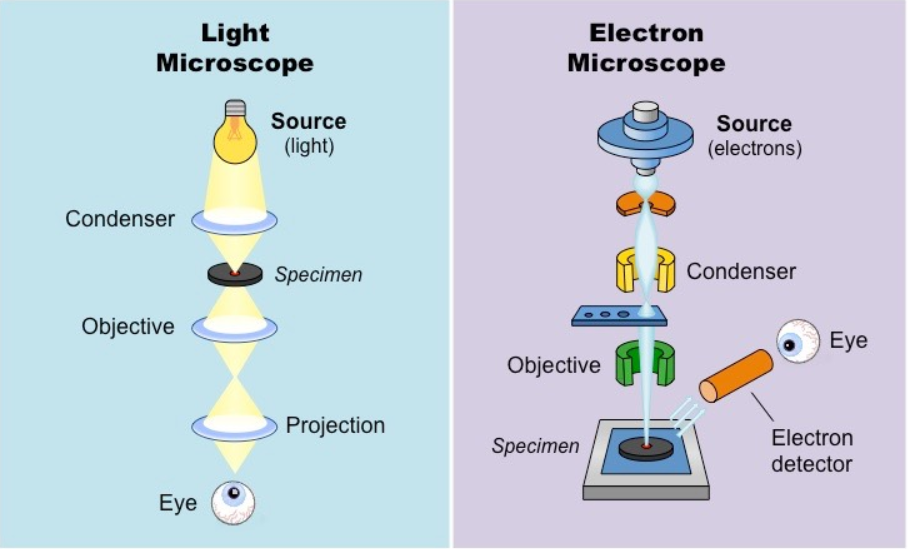 <p>Explain how changes in microscope technology, including electron microscopy, have enabled us to see cell structures and organelles with more clarity and detail than in the past and increased our understanding of the role of sub-cellular structures</p>