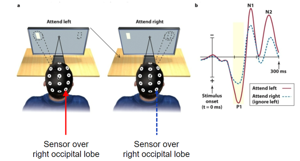 <p>Event related potential measures the brain activity in response to stimulus or event. Attention increases ERP amplitudes to visual stimuli. It also increases ERP amplitudes to auditory </p><p>In example, there was an increase in ERP amplitude even when attending to a visual stimuli on left then when attending to nothing on the right.</p>