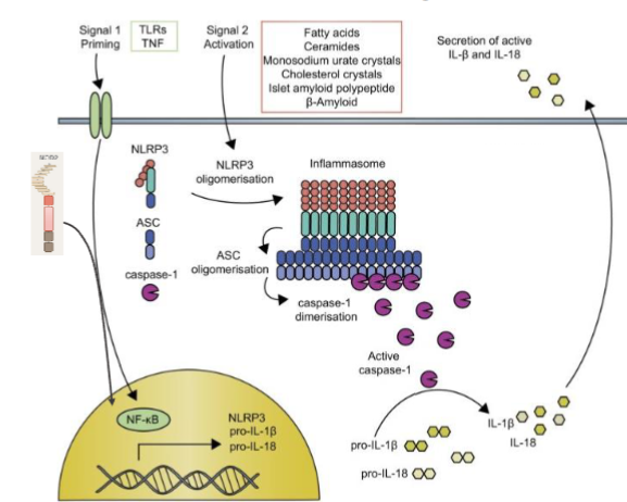 <ul><li><p>DC needs two steps before it can start producing IL1 cytokines</p></li><li><p>priming transcriptional activation;</p><ul><li><p>NOD like receptors are important → recognize PAMP → NF-Kb activated → NF-Kb translocates to nucleus → induces expression of pro IL-1beta</p></li></ul></li><li><p>activation post translational;</p><ul><li><p>PAMP + DAMP activated → inflammasome formation → caspase 1 activated → caspase 1 cleaves pro IL-1beta into active form</p></li></ul></li><li><p>IL1 is crucial in inflammatory response → enhances proliferation and differentiation of T cells. Promotes CD4 and specifically TH17</p></li></ul><p></p>