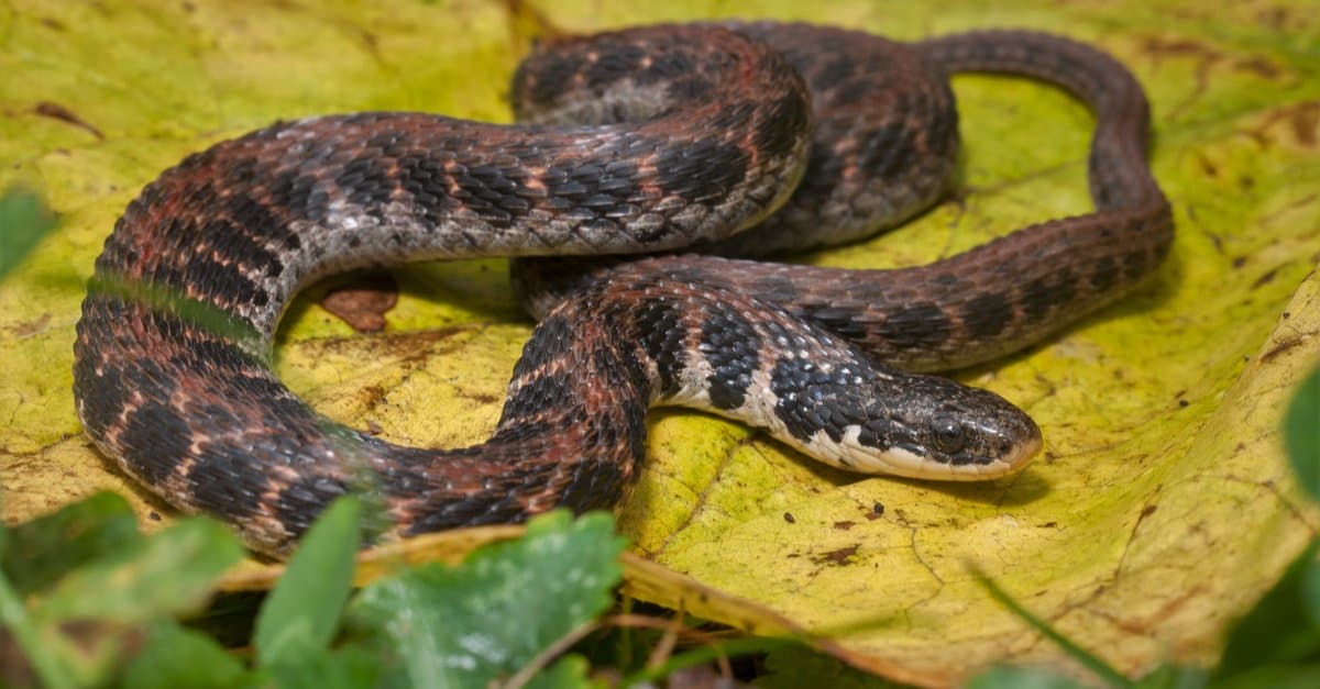 <p>Kirtlands snake</p>