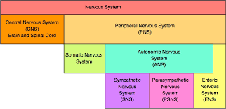 <p>consists of the somatic nervous system and autonomic nervous system which breaks down into the sympathetic, parasympathetic, and enteric nervous system </p>