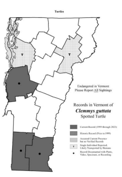 <p>Enjoys shallow water, emergent vegetation, occupies many different wetland types — only documented in three VT counties (S1)</p>