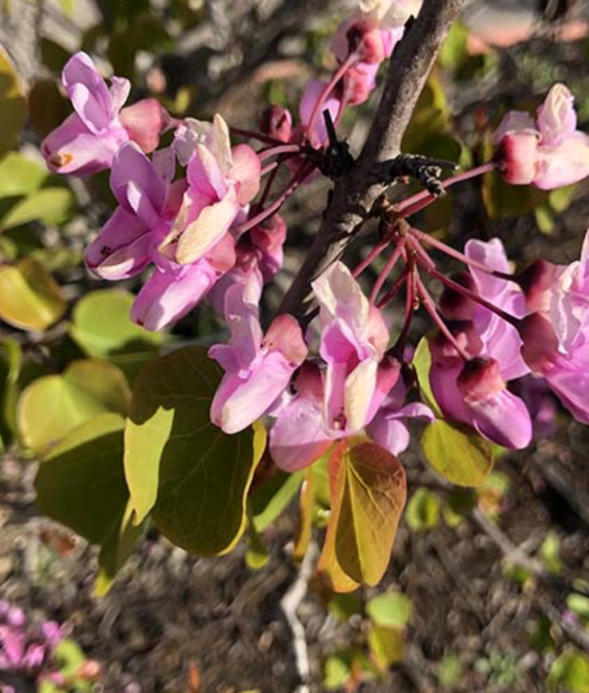 <p>western redbud</p><p></p><p>DOESNT HAVE A TRUNK LOOKS LIKE LARGE SHRUB has a little notch at the end of the leaf&nbsp;</p>