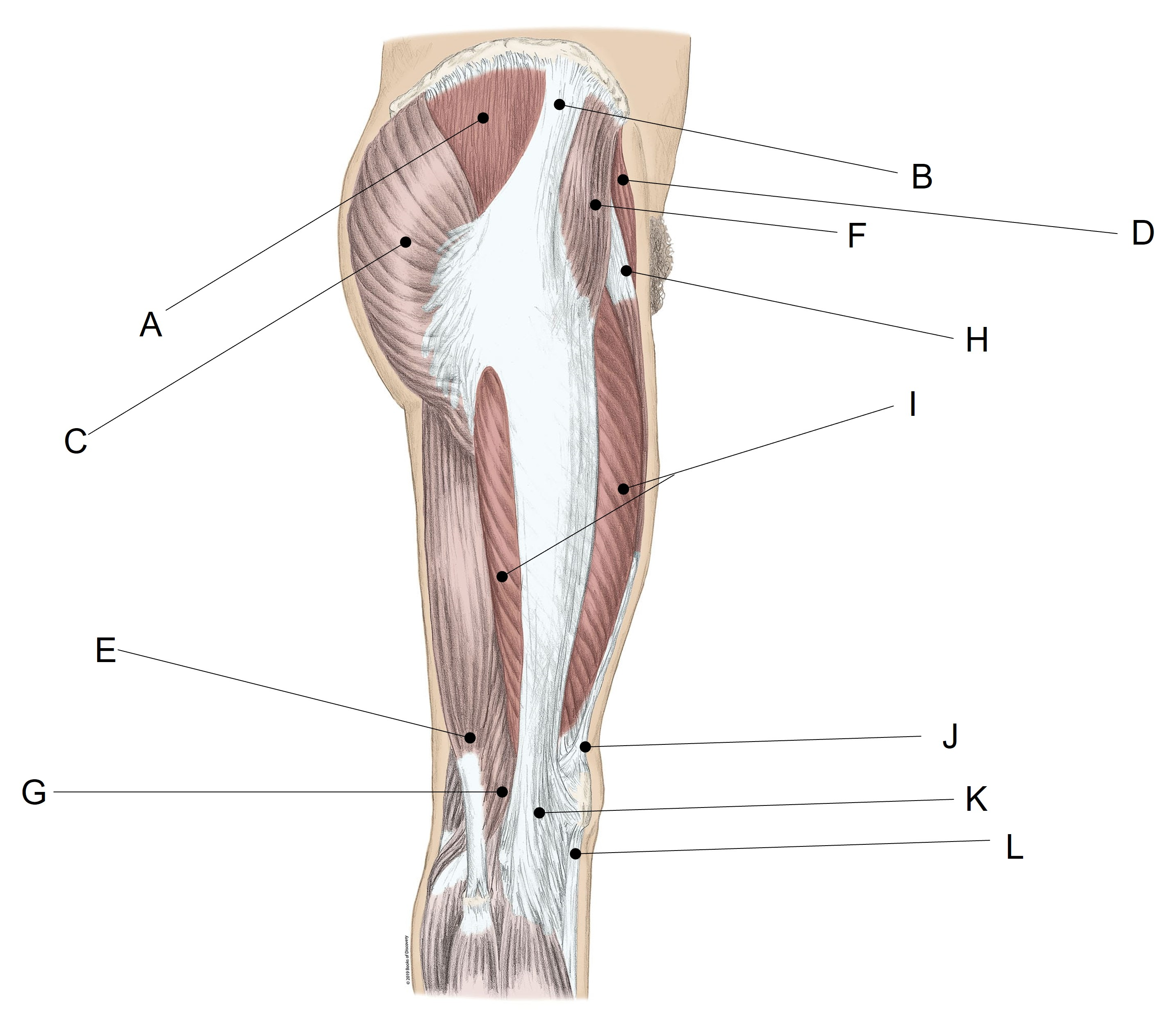 <p>Match the LETTER (A-L) with the anatomical structure it is labelling. What’s A?</p>