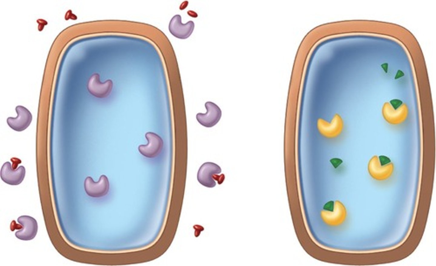 <p>Biological catalysts that speed up reactions.</p>