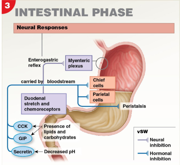 <ul><li><p>Partially digested food enters small intestine, causing a brief release of intestinal (enteric) gastrin</p><ul><li><p>Encourages gastric glands of stomach to continue secretory activities</p></li><li><p>Stimulatory effect is brief and overridden by inhibitory stimuli as intestine fills</p></li></ul></li></ul><p></p>