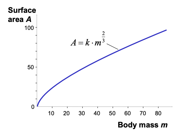 <p>Curve of the form: y=ax<sup>b</sup></p><p>a→ depends on object </p><p>b→ depends on whether relationship is length, areas or volumes</p><ul><li><p>Here it is 2/3 (scaling coefficient)</p></li></ul><p></p>