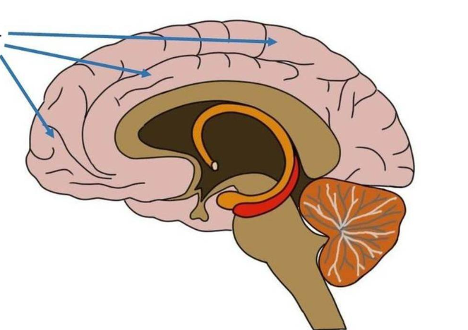 <p>superficial thin layer of gray matter</p>