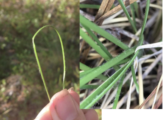 <p>Long, inward rolling narrow leaves, with hairy sheaths and tiny inconspicuous ligules.</p>