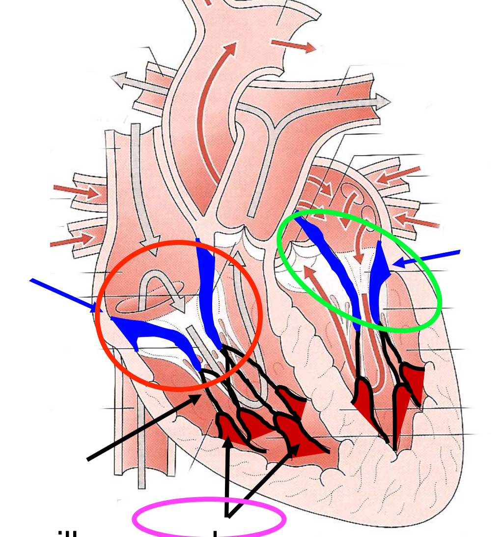 BLACK-holds the muscles to the valves
