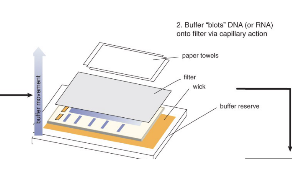 <p>transfer RNA molecules from the gel onto a nitrocellulose or nylon membrane by blotting</p>