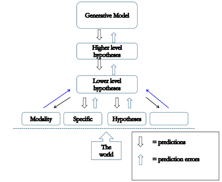 <ul><li><p><strong>generative model:</strong> our general understanding of the world around us (eg, there are no bears on campus)</p></li><li><p><strong>higher level hypotheses: </strong>there are no bears on campus, so that brown blob must be a tree stump</p></li><li><p><strong>lower level hypotheses: </strong>if we accept the hypothesis the blob is a bear, we would expect movement and sound/if the blob is a stump, there will be no movement</p><ul><li><p>interrogating information presented by the higher level hypotheses</p></li></ul></li><li><p><strong>modality specific hypotheses: </strong>if we expect to see movement, our cortices <em>responsible for registering movement </em>will become more sensitive </p><ul><li><p>if we expect to see face and eyes, the part of the visual cortex sensitive to eyes will be activated</p></li><li><p><strong>prediction errors feed back to lower-level hypotheses </strong></p><ul><li><p>errors from lower-level hypotheses will feed back to higher-level hypotheses</p></li><li><p>WHAT WE ARE SEEING INFORMS OUR GUESS AT WHAT WE ARE PERCEIVING</p></li></ul></li></ul></li></ul><p></p><p>E.G., if we expect to see a tree stump but then see movement, our higher-level hypothesis will change so we believe we are seeing a bear</p><p></p><p>*information all feedback to generative models: if we were wrong and it was a bear, not a stump, we will know in future encounters what to look for with bears, and be able to make more accurate predictions*</p><p></p><p><strong>winning hypothesis will mach contents of perception</strong></p><p></p>