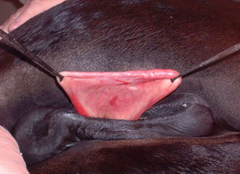 <p>Mare</p>