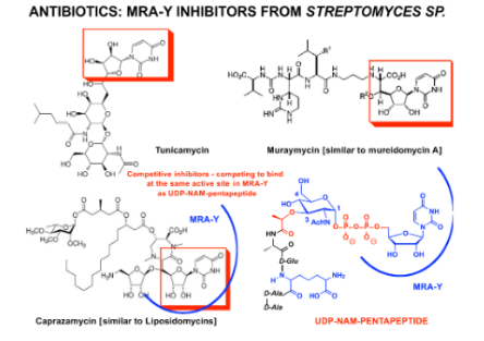 <p>Tunicamycin, muraymycin, and caprazamycin inhibit MraY by mimicking the nucleoside part of Lipid I, blocking its synthesis.</p><p><span>The nucleoside moiety in tunicamycin, muraymycin, and caprazamycin is isosteric with the key starting material for "Lipid I."</span></p>