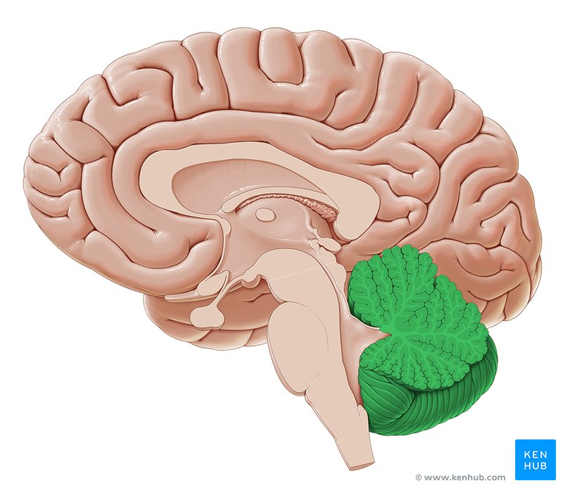 <p>The <strong><em><em></em></strong></em>__ is responsible for balance and coordination, located at the back of the brain.</p>