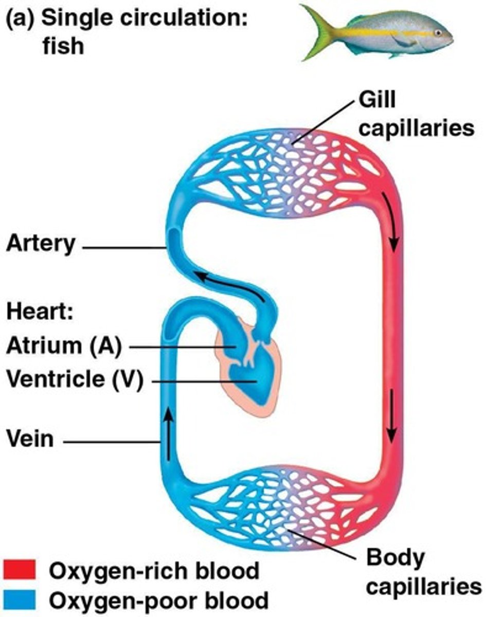 <p>Blood passes through two capillary beds before returning to the heart, seen in sharks and bony fishes</p>