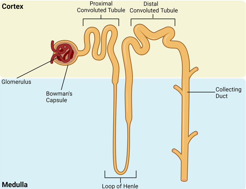 <p>Identify the areas of the nephron involved in: filtration, Na+ reabsorption, Water reabsorption</p>