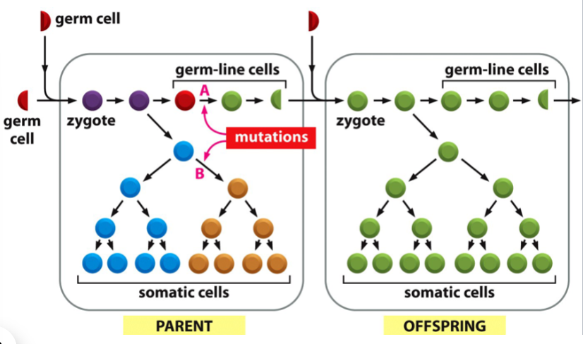 <p>the mutation may affect the individual in which the mutation occurred</p><p>(mutation is indicated in green)</p>
