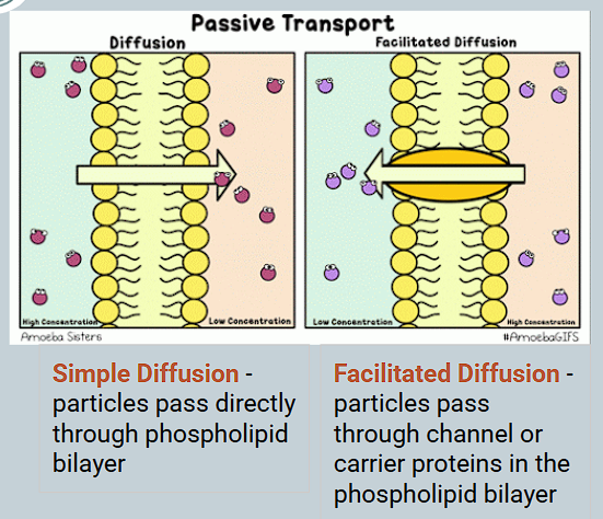 <ul><li><p>The transport of ions/molecules across a membrane through a carrier protein</p><ul><li><p>Occurs ALONG THE CONCENTRATION GRADIENT</p></li></ul></li></ul><p></p>