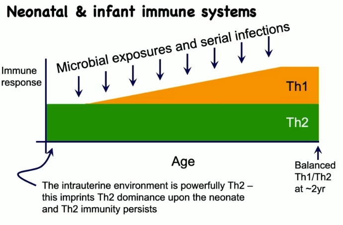 <ul><li><p>their initial immune response is predominantly Th2</p></li><li><p>throughout life with microbial exposures and serial infections, you develop a Th1 response</p></li><li><p>balanced Th1/Th2 at about 2 years of age</p></li></ul><p></p>