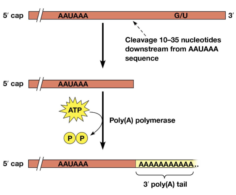 <p>a signal for addition of the poly(A) tail, located just upstream of the polyadenylation site</p>