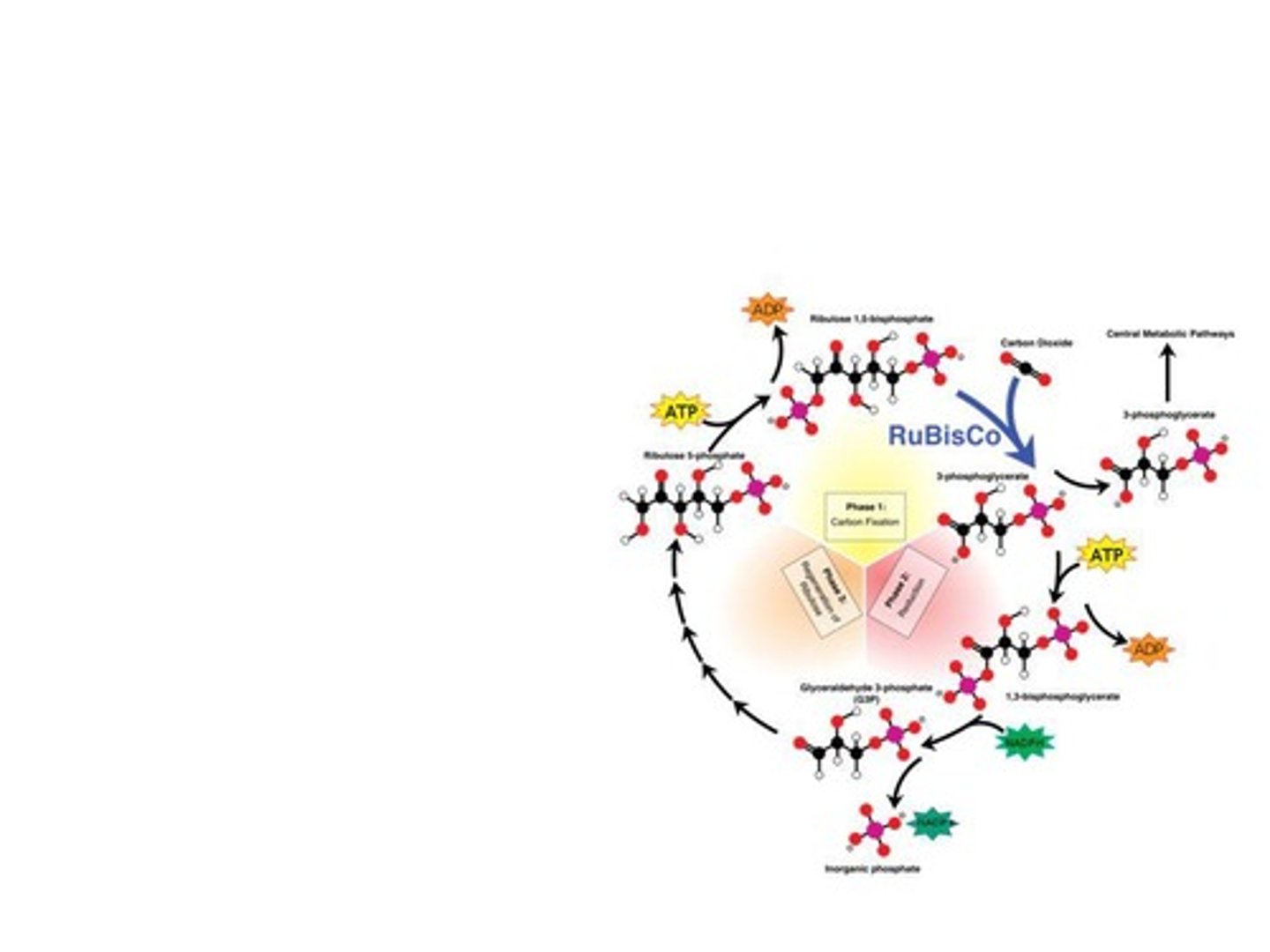 <p>Cyclic process using ATP and NADPH to synthesize sugars.</p>