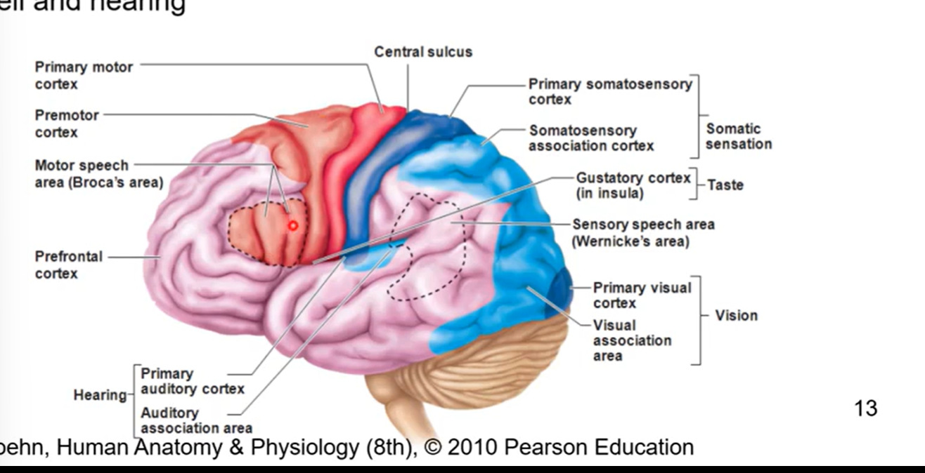 <ul><li><p>frontal </p><ul><li><p>pre-frontal area (personality) also most anterior </p></li><li><p>pre-central area (motor activities)</p></li></ul></li><li><p>temporal lobe </p><ul><li><p>smell and hearing</p></li></ul></li><li><p>parietal lobe</p><ul><li><p>sensory interpretation</p></li></ul></li><li><p>occipital lobe</p><ul><li><p>vision </p></li></ul></li></ul><p></p>