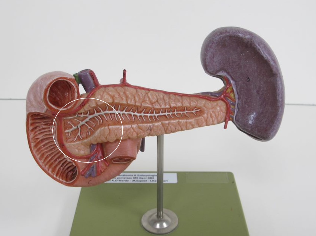 <p>deel pancreas</p>