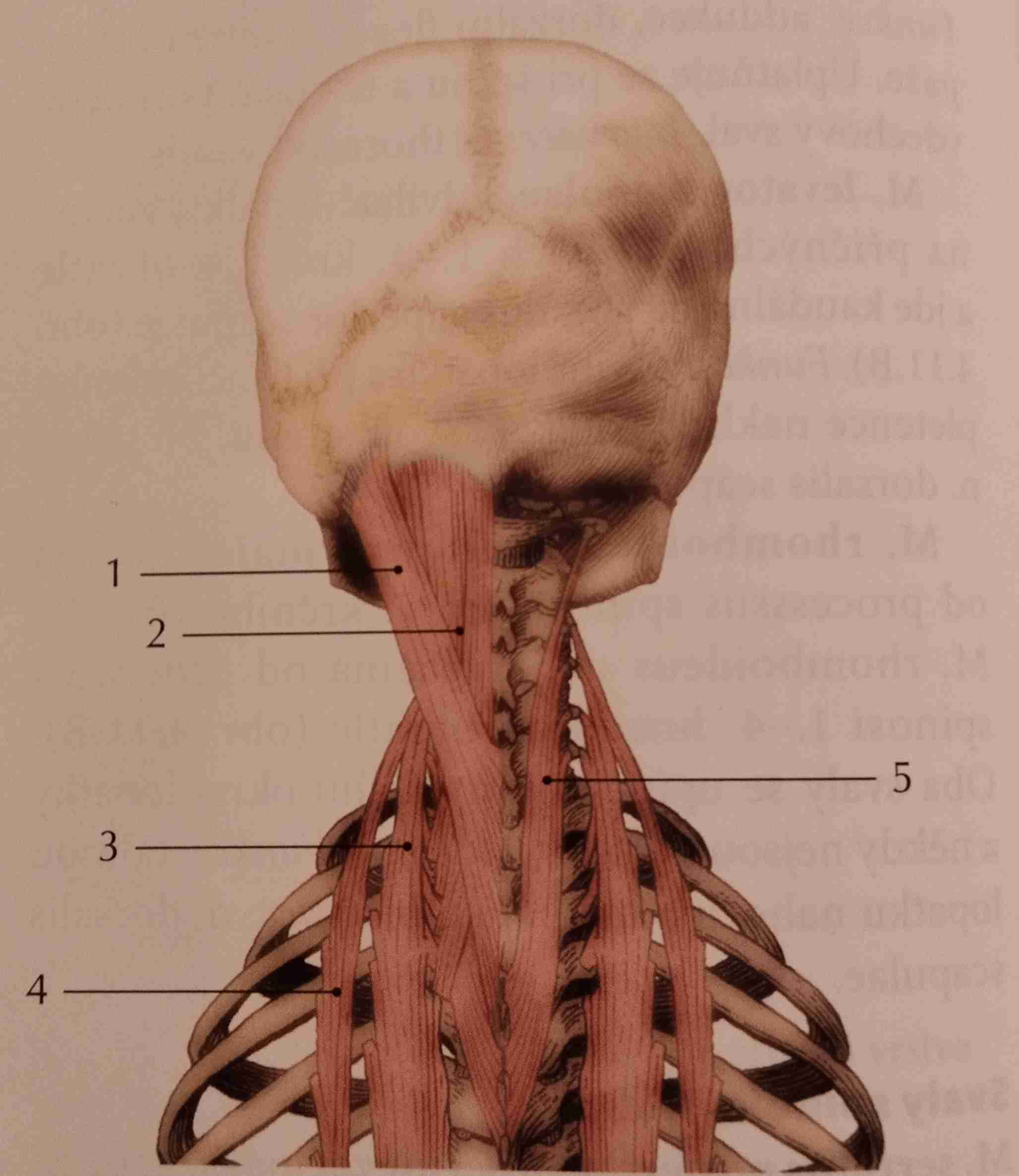 <p>5</p>