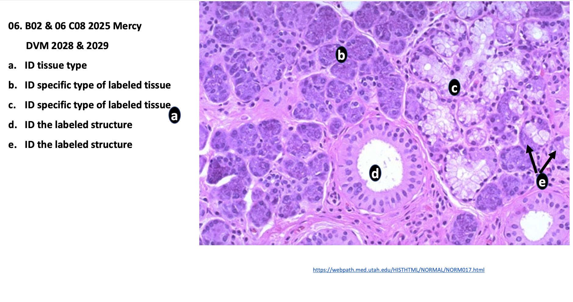 <p>c. ID specific type of labeled tissue</p>