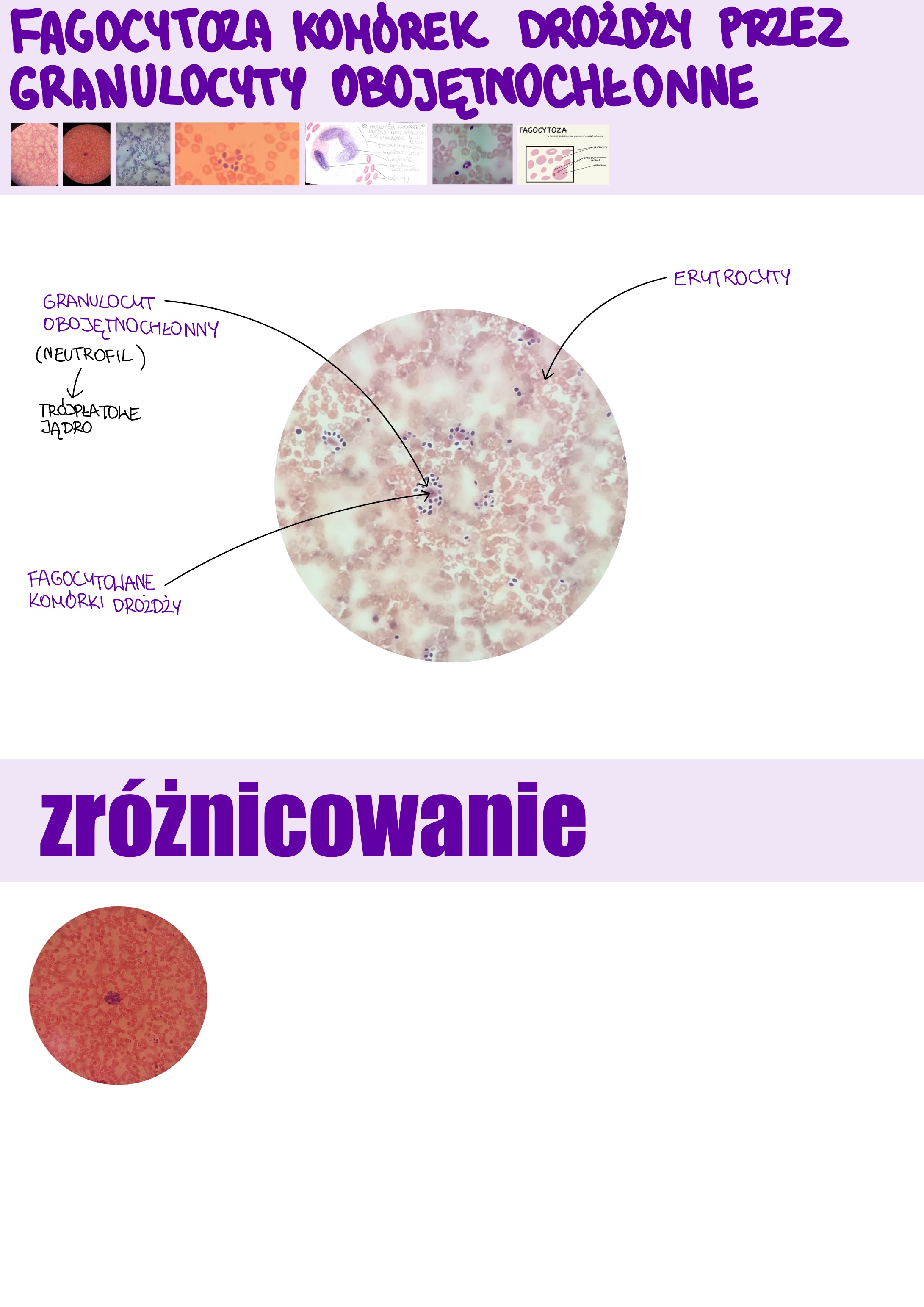 <p>Fagocytoza komórek drożdży przez granulocyty obojętnochłonne</p>