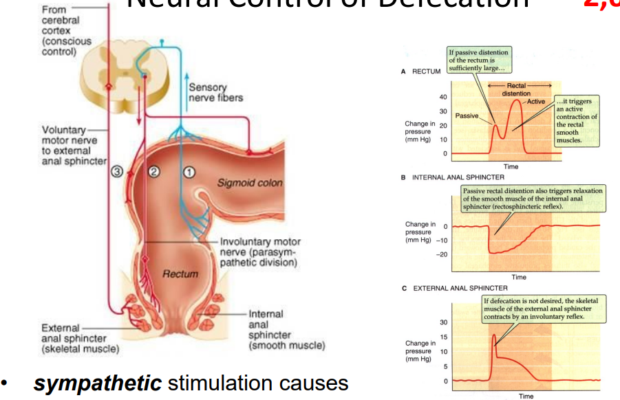 <p>- sympathetic stimulation causes contraction, parasympathetic stimulation causes relaxation</p>