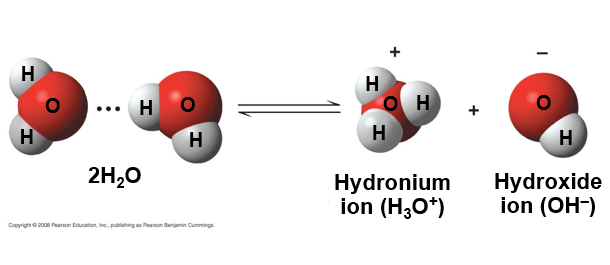 <ul><li><p>the hydrogen atom leaves its electron behind and is transferred as a proton, or <strong>hydrogen ion (H<sup>+</sup>)</strong></p></li><li><p>the molecule with the extra proton is now a <strong>hydronium ion (H<sub>3</sub>O<sup>+</sup>) </strong> though it is often represented as H<sup>+</sup></p></li><li><p>the molecule that has lost proton is now a <strong>hydroxide ion (OH<sup>-</sup>)</strong></p><p></p></li></ul><p></p>