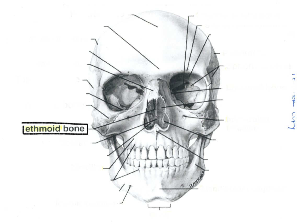 <p>Ethmoid bone</p>