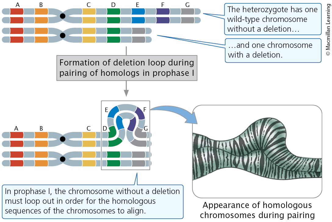 <p><span><span>Large deletions can be easily detected; during the pairing of homologs in prophase I of meiosis, normal chromosome loops out</span></span></p>